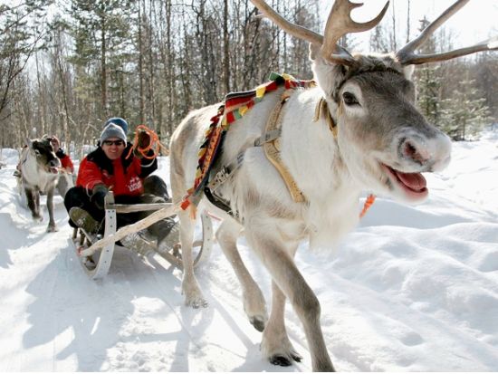 サンタクロース村 観光ツアー　トナカイぞりでサンタさんに会いに行こう！＜午前／12～4月初旬／ロヴァニエミ発＞