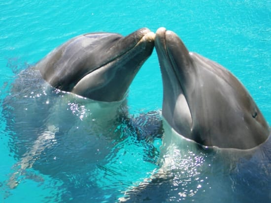 癒され度1 可愛いイルカと触れ合えるツアー パラオ観光 オプショナルツアー予約専門 Veltra