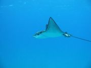 spotted eagle ray