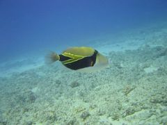 triggerfish