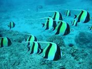 Moorish idol