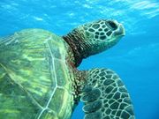 turtle2