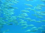 yellowfin goatfish