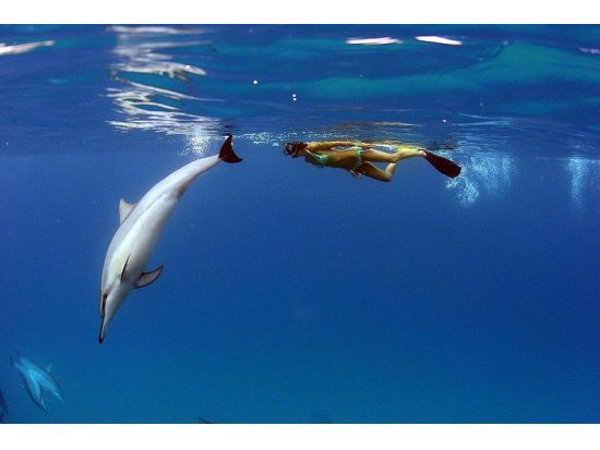 ハワイ島 ケアラケクア湾　シュノーケリングツアー ＜軽食付き／英語ガイド＞