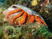 Cone Shell Hermit