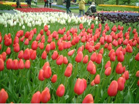 【2025年】春限定！キューケンホフ公園観光ツアー＜3～5月／アムステルダム発＞