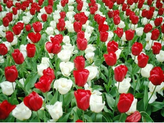 【2025年】春限定！キューケンホフ公園観光ツアー＜3～5月／アムステルダム発＞