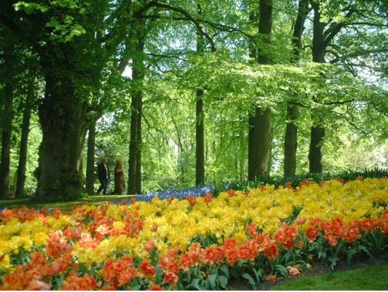 【2025年】春限定！キューケンホフ公園観光ツアー＜3～5月／アムステルダム発＞