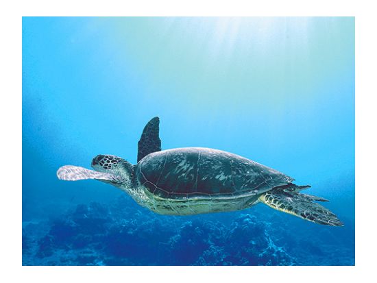 モロキニ島シュノーケリングクルーズ　モロキニ島を含む2スポットを巡る＜午前／朝食＆昼食付き／ マアラエア・ハーバー発＞