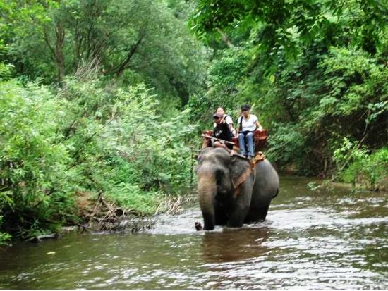 世界自然遺産カオヤイ国立公園＋象乗りトレッキング自然満喫1日ツアー＜1日／タイ料理ランチ／日本語ガイド＞