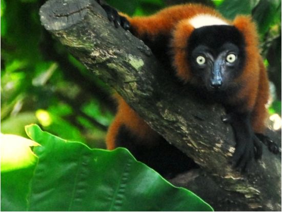 【貸切】ナイトサファリ＆シンガポール動物園ツアー　日本語音声トラム確約！トレイル散策＋レストランでの夕食オプション選択可能＜日本語ガイド／ホテル送迎付き＞