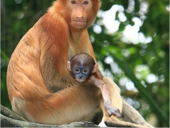 【貸切】ナイトサファリ＆シンガポール動物園ツアー　日本語音声トラム確約！トレイル散策＋レストランでの夕食オプション選択可能＜日本語ガイド／ホテル送迎付き＞