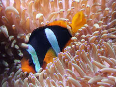 Clownfish2_NA