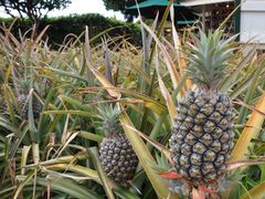 Pineapple_Baby