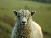 england, sheep