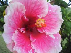 Pink_Hibiscus
