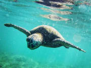 Turtle_Swim2