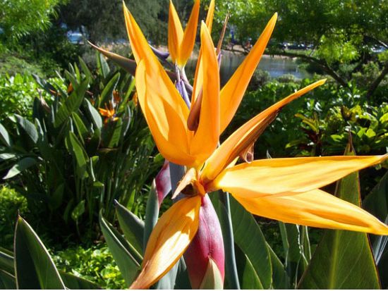 カウアイ島　中級者向けハイキングツアー☆ワイメア渓谷ワイポオ滝を訪問♪＜午前／英語ガイド／昼食付＞