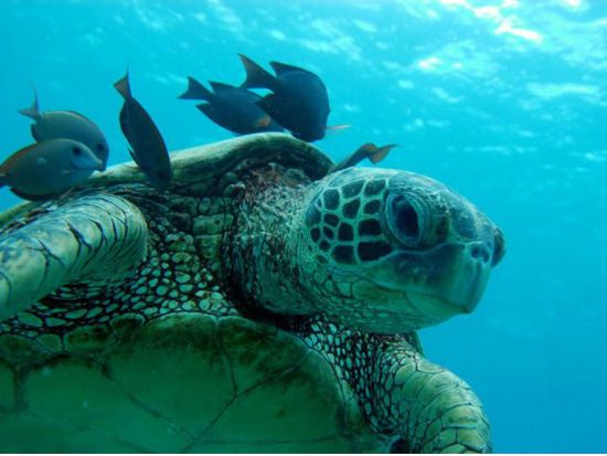 シュノーケリングクルーズ　野生のウミガメ＆イルカ・ウォッチング ＜ランチ＆アルコール3杯付き＞