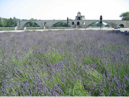 おすすめガイドがご案内！プロヴァンス地方1日観光ツアー ＜貸切／日本語ドライバーガイド／ニース発またはカンヌ発＞