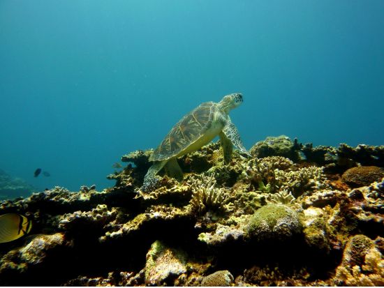 ピナイサーラの滝カヌー+バラス島シュノーケリングツアー　生物の違いも楽しめる！海とマングローブ両方制覇＜昼食付き／上原港または西部地区ホテル無料送迎／西表島＞