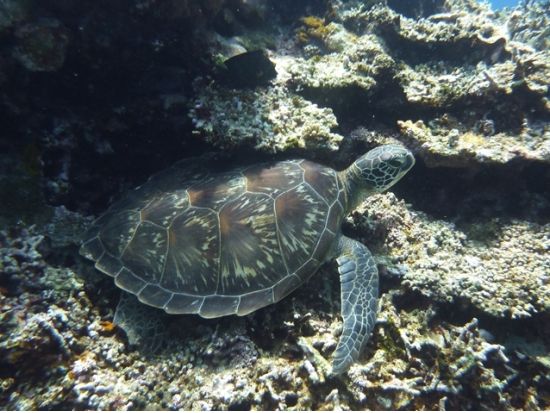 バラス島+鳩間島シュノーケリングツアー　無人島と有人島の2つの島周辺でシュノーケリング三昧！＜昼食付き／上原港または西部地区ホテル無料送迎／西表島＞