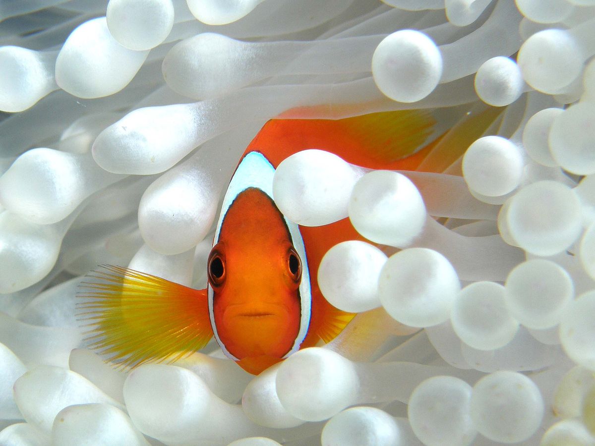 竹富島観光付き | 石垣島・八重山 旅行の観光・オプショナルツアー予約