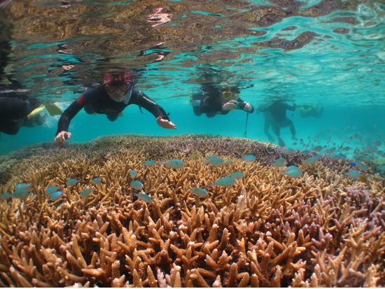 幻の島上陸+体験ダイビング+竹富島観光ツアー　1日で海も陸も遊び尽くす！ ＜石垣港付近送迎／石垣島発＞ by オーシャンズ石垣島