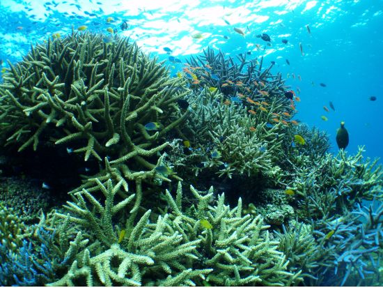 竹富島日帰り観光ツアー　体験ダイビングと竹富島フリータイムがセットになった竹富島1日満喫プラン＜1日／往路お迎え付き／石垣島発＞