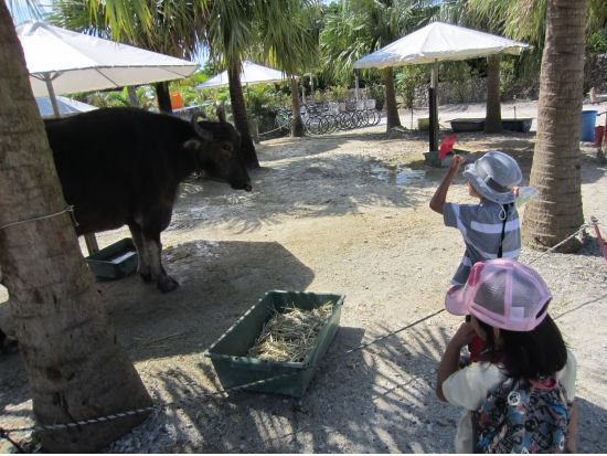 竹富島日帰り観光ツアー　シュノーケリングと竹富島フリータイムがセットになった竹富島1日満喫プラン＜1日／往路お迎え付き／石垣島発＞