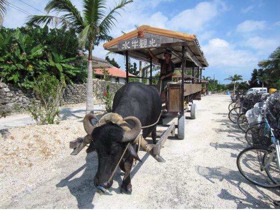 竹富島日帰り観光ツアー　体験ダイビングと竹富島フリータイムがセットになった竹富島1日満喫プラン＜1日／往路お迎え付き／石垣島発＞