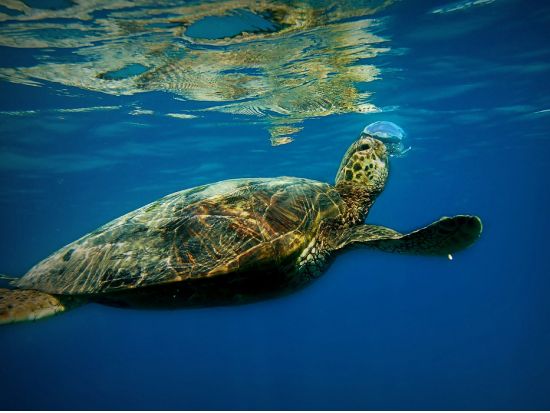 コハラコースト シュノーケル＆カヤックツアー ＜英語ガイド／軽食付＞by Adventures in Paradise