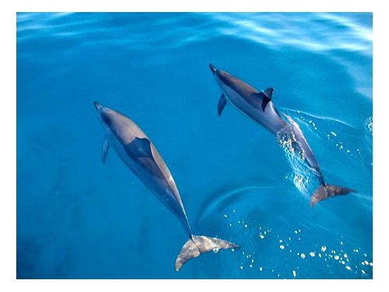 モロキニ島シュノーケリングクルーズ　モロキニ島を含む2スポットを巡る＜午前／朝食＆昼食付き／ マアラエア・ハーバー発＞