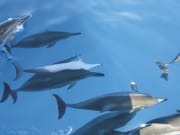 Dolphins_Underwater_LG