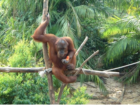 オランウータン・サンクチュアリ　見学ツアー ＜日本語ガイド／ペナン発＞