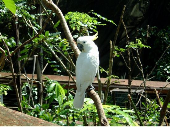 オランウータン・サンクチュアリ　見学ツアー ＜日本語ガイド／ペナン発＞