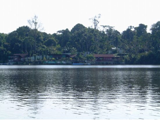 オランウータン・サンクチュアリ　見学ツアー ＜日本語ガイド／ペナン発＞