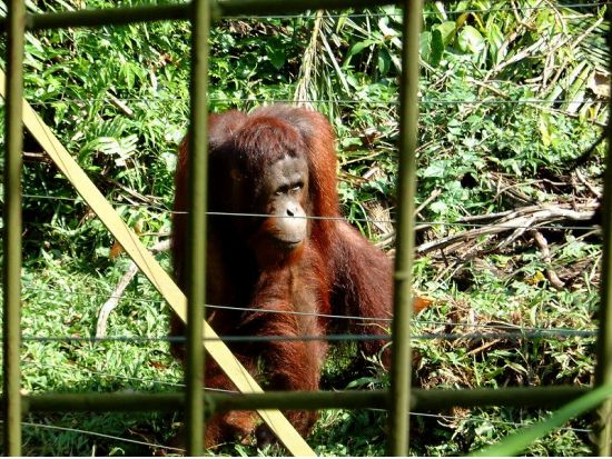オランウータン・サンクチュアリ　見学ツアー ＜日本語ガイド／ペナン発＞