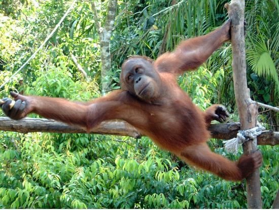 オランウータン・サンクチュアリ　見学ツアー ＜日本語ガイド／ペナン発＞