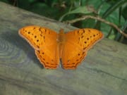 Australian Butterfly Sanctuary Ticket