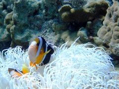 Clownish hiding in an anemone