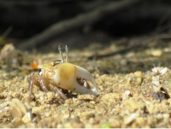 【グループ割4名～】億首川マングローブカヤックツアー ショップの車で楽々現地へ 間近でマングローブを見よう！＜恩納村集合・解散／写真撮影無料＞by グッドライフ
