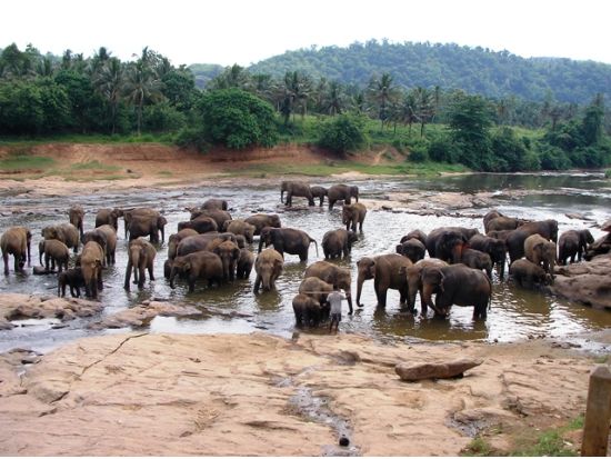 【3泊4日 or 4泊5日】スリランカ宿泊ツアー　世界遺産シーギリヤ＆ダンブッラ＆象の孤児院＆ミンネリヤ国立公園 ＜貸切／高原列車チケット込み／日本語ガイド＞