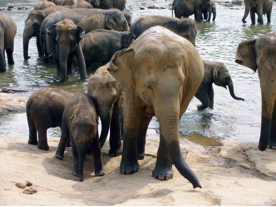 世界遺産キャンディ日帰りツアー　ピンナワラ象の孤児院＆キャンディアンダンス鑑賞 ＜貸切／日本語ガイド＞