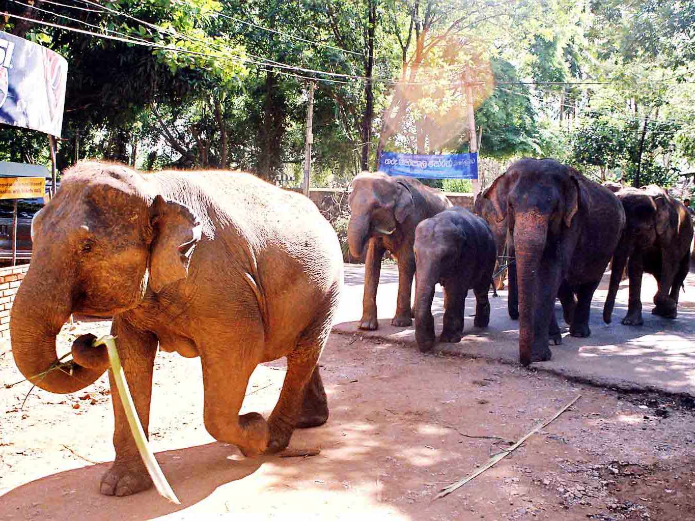 ピンナワラの象の孤児院（園） | スリランカの観光・オプショナル