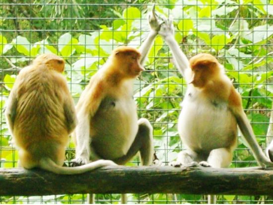 【コタキナバル発】ロッカウイ動物園観光ツアー＜半日／昼食付き／日本語または英語ガイド＞