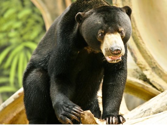 【コタキナバル発】ロッカウイ動物園観光ツアー＜半日／昼食付き／日本語または英語ガイド＞