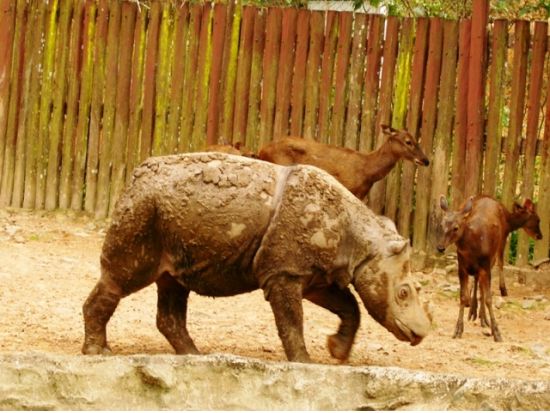 【コタキナバル発】ロッカウイ動物園観光ツアー＜半日／昼食付き／日本語または英語ガイド＞