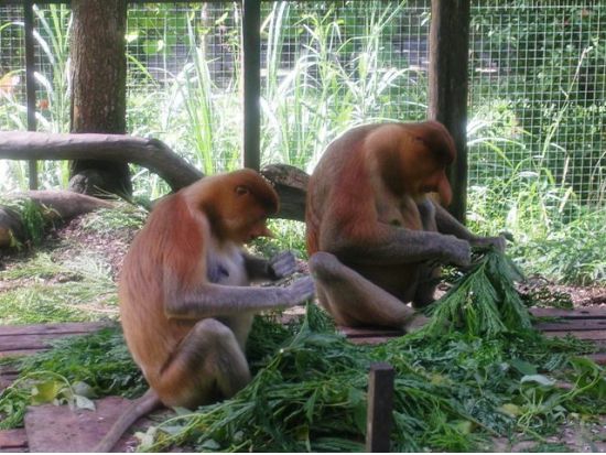 【コタキナバル発】ロッカウイ動物園観光ツアー＜半日／昼食付き／日本語または英語ガイド＞