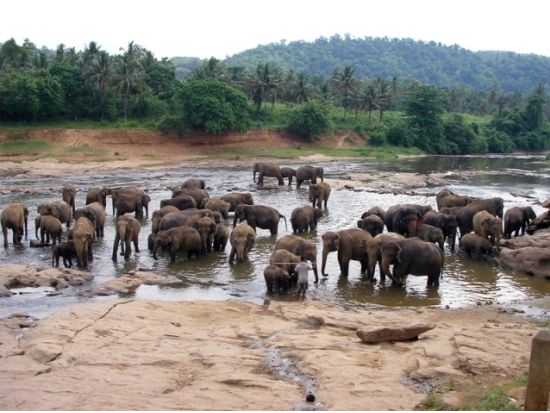 3つの世界文化遺産周遊ツアー　アヌラーダプラ＆シーギリヤ＆キャンディ ＜貸切／2泊3日または3泊4日／日本語ガイド＞